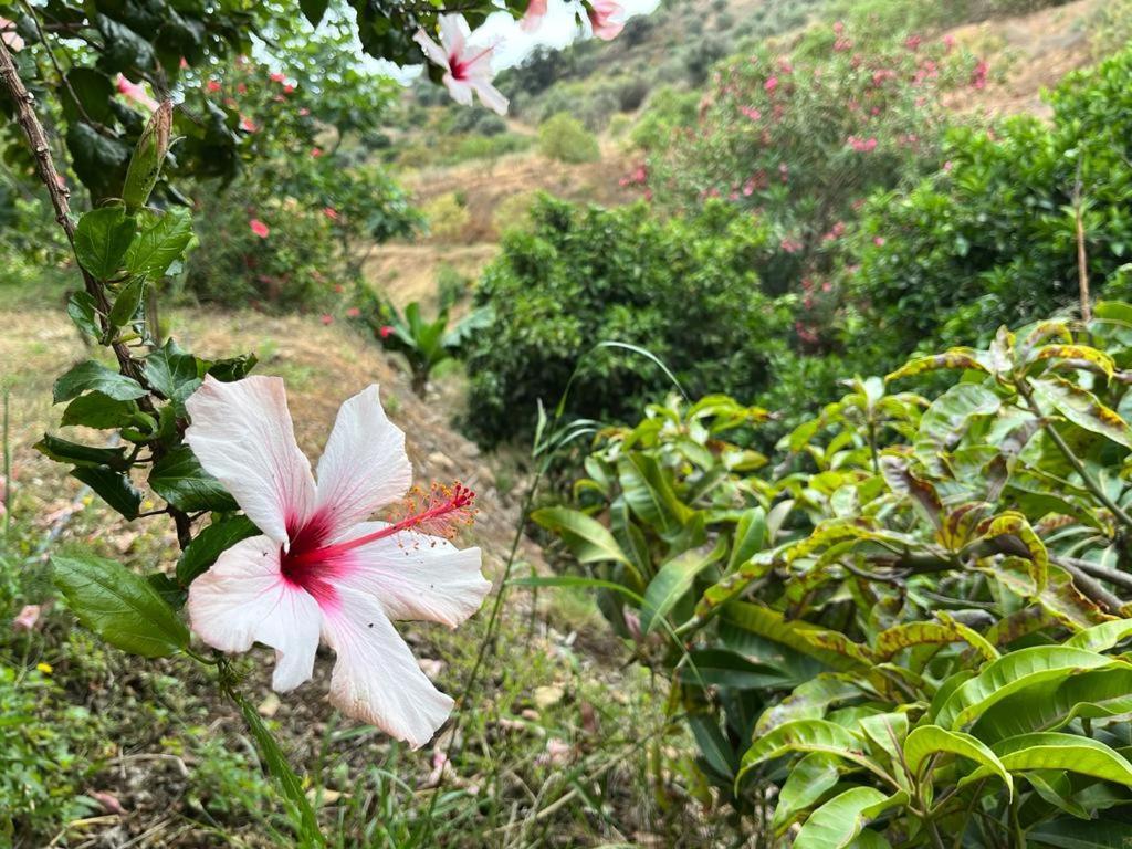 Rural El Oasis Almuñécar